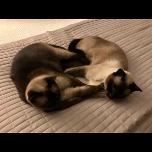 Meet your Posher, Diane